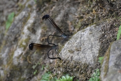 Psolodesmus mandarinus dorothea