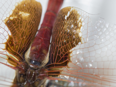 Tramea stenoloba