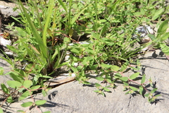 Euphorbia vermiculata