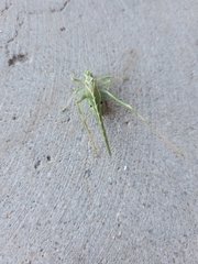 Insara elegans