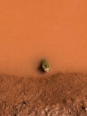 Lithobates clamitans