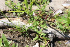 Euphorbia vermiculata