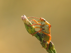 Carpocoris mediterraneus atlanticus