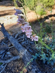 Penstemon palmeri