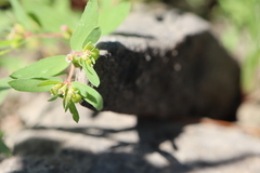 Euphorbia vermiculata