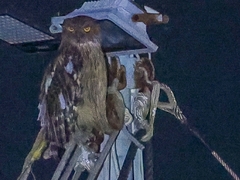 Ketupa zeylonensis