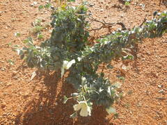 Monsonia