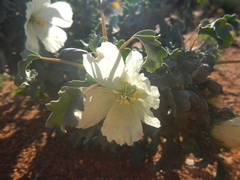 Monsonia