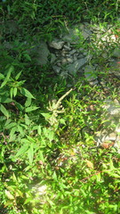 Amaranthus tuberculatus