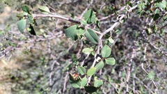 Amelanchier utahensis