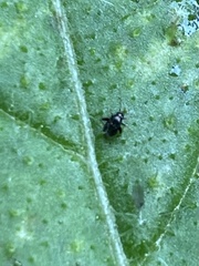 Microtechnites bractatus