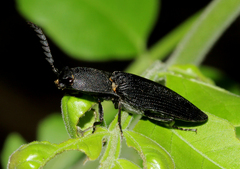 Elateridae