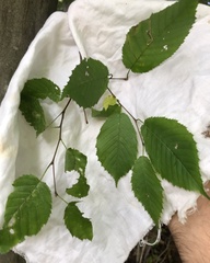 Carpinus caroliniana