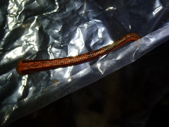 Haemadipsa guangchuanensis