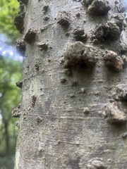 Anasa tristis