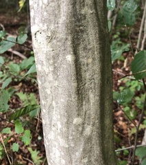 Carpinus caroliniana