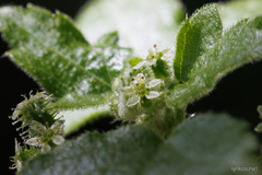 Drusa glandulosa