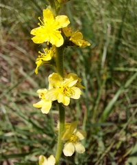 Agrimonia eupatoria