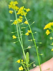 Rorippa brachycarpa