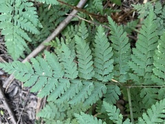 Dryopteris expansa