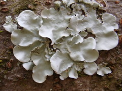 Parmotrema tinctorum