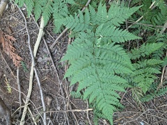 Dryopteris expansa