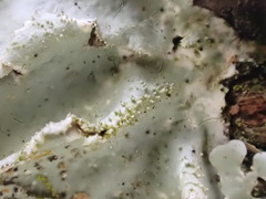 Parmotrema tinctorum