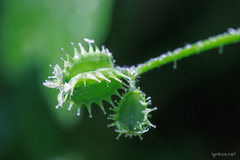 Drusa glandulosa