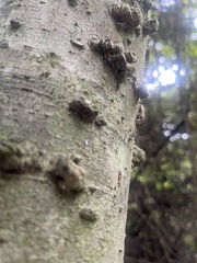 Anasa tristis