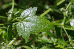 Drusa glandulosa