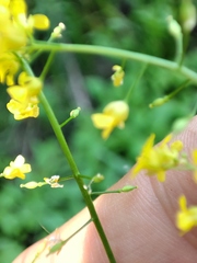 Rorippa brachycarpa