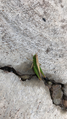 Acrididae
