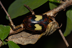 Pedinorrhina trivittata