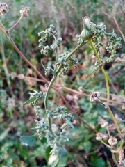 Chenopodium album