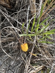 Physalis angustifolia