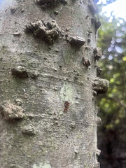 Anasa tristis