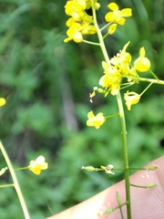 Rorippa brachycarpa