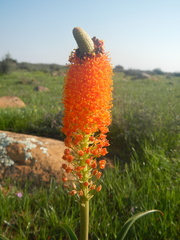 Bulbinella latifolia doleritica