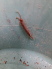 Lithobius forficatus