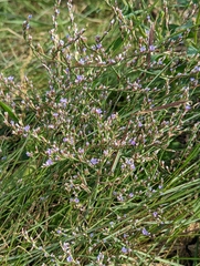 Limonium carolinianum