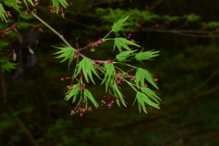 Acer palmatum
