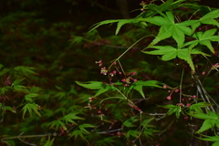 Acer palmatum