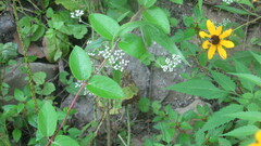 Mikania scandens