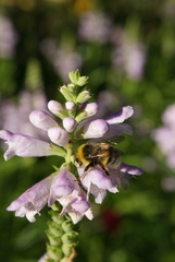 Bombus lucorum