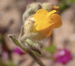 Hermannia althaeifolia