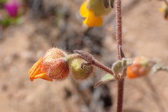 Hermannia althaeifolia