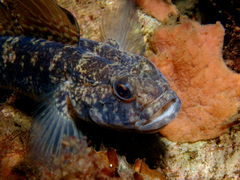 Gobius niger