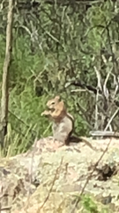 Callospermophilus lateralis