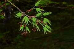 Acer palmatum