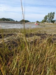 Sporobolus alterniflorus